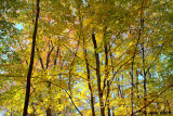Autumn Woods 2009 2