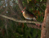 Cardinal_waiting for spring