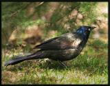 Grackle