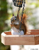 Red Squirrel Spring 3