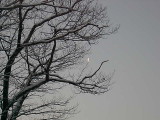 View of snow on the oak tree with the moon in the back ground