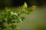 New Hawthorn Tree