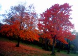maple lake THRIVES with brilliant spirits osong...