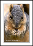 Praying Squirrel