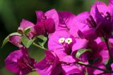 Bougainvilleas