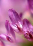 Red Clover