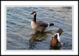 Goose A: Too hot!!!  <BR>Goose B: Cool down here.