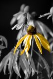 Yellow Coneflower