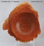 Coolibah burl.jpg  150