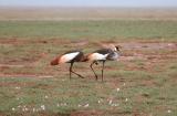 amboseli egyptian cranes