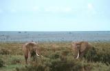 amboseli elephants