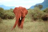 tsavo elephant charge