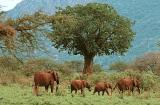 tsavo elephants row