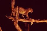 tsavo leopard night.