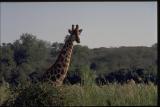 Giraffe close up