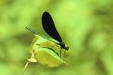 Damsel Fly