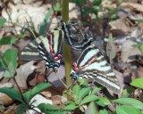 zebra swallowtails