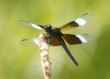 Widow Skimmer m.