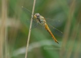 Wandering Glider (Pantala flavescens)