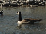 lesser Canada goose