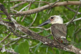 Great-billed Kingfisher