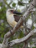 Great-billed Kingfisher