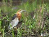 Javan Pond Heron (ssp. <em>speciosa</em>)