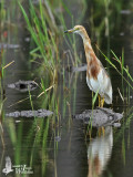 Javan Pond Heron (ssp. <em>speciosa</em>)