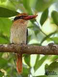 Male Lilac Kingfisher