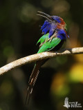 Adult Purple-bearded Bee-eater