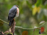 Female Dwarf Sparrowhawk