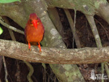 Ruddy Kingfisher (ssp. rufa)