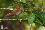 Rusty-bellied Fantail