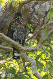 Adult Sulawesi Hawk-Eagle