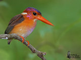 Adult Sulawesi Dwarf Kingfisher (flashed)