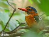 Female Green-backed Kingfisher