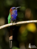 Adult Purple-bearded Bee-eater