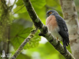 Female Dwarf Sparrowhawk