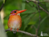 Adult Sulawesi Dwarf Kingfisher (flashed)