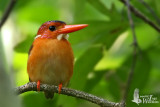 Adult Sulawesi Dwarf Kingfisher