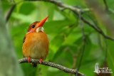 Adult Sulawesi Dwarf Kingfisher