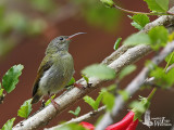 Female Temmincks Sunbird (ssp. temminckii)