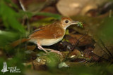 Adult Ferruginous Babbler with prey