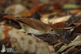 Adult Ferruginous Babbler