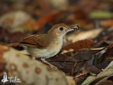 Adult Ferruginous Babbler with prey