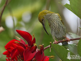 Adult Streaky-breasted Spiderhunter