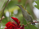 Adult Streaky-breasted Spiderhunter