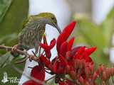 Adult Streaky-breasted Spiderhunter