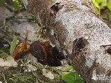 Male Orange-backed Woodpecker