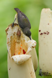 Female Orange-bellied Flowerpecker (ssp. dayakanum)